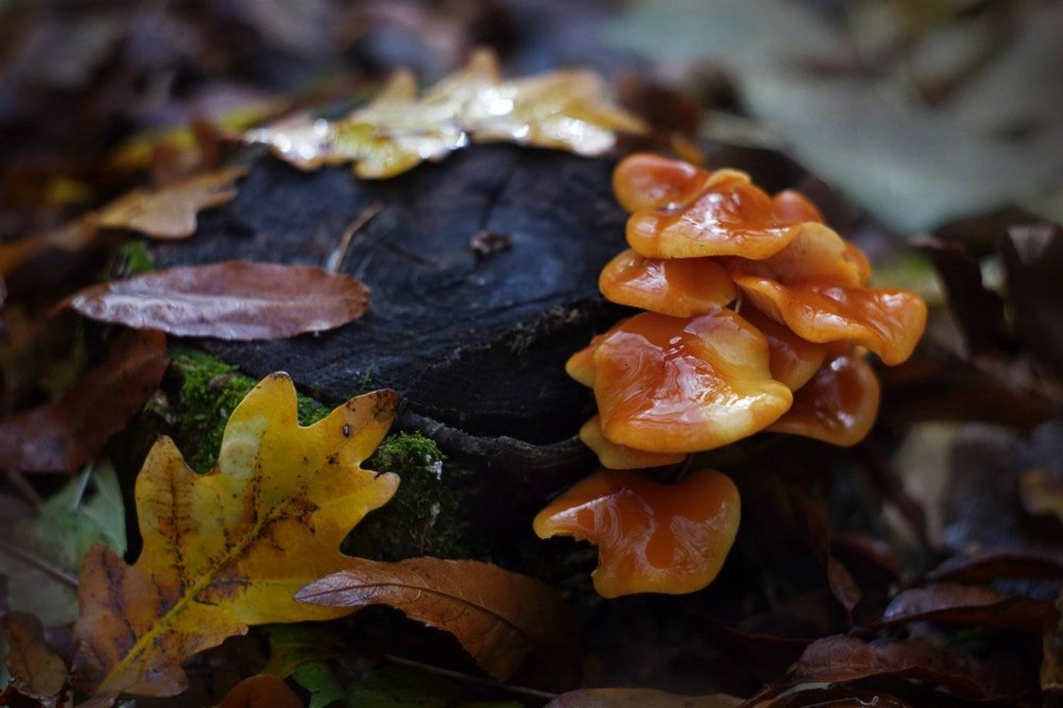 опята, грибы, осень, Петриченко Валерий