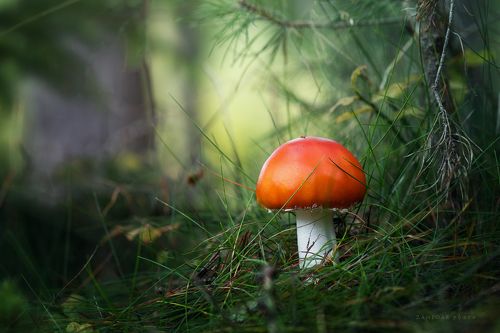Amanita muscaria II.