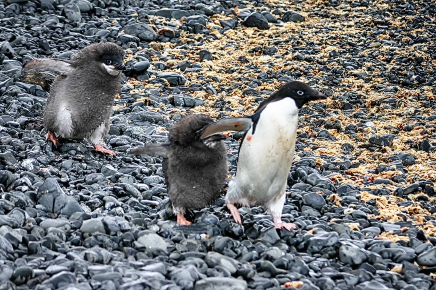 , Николай Шелепов
