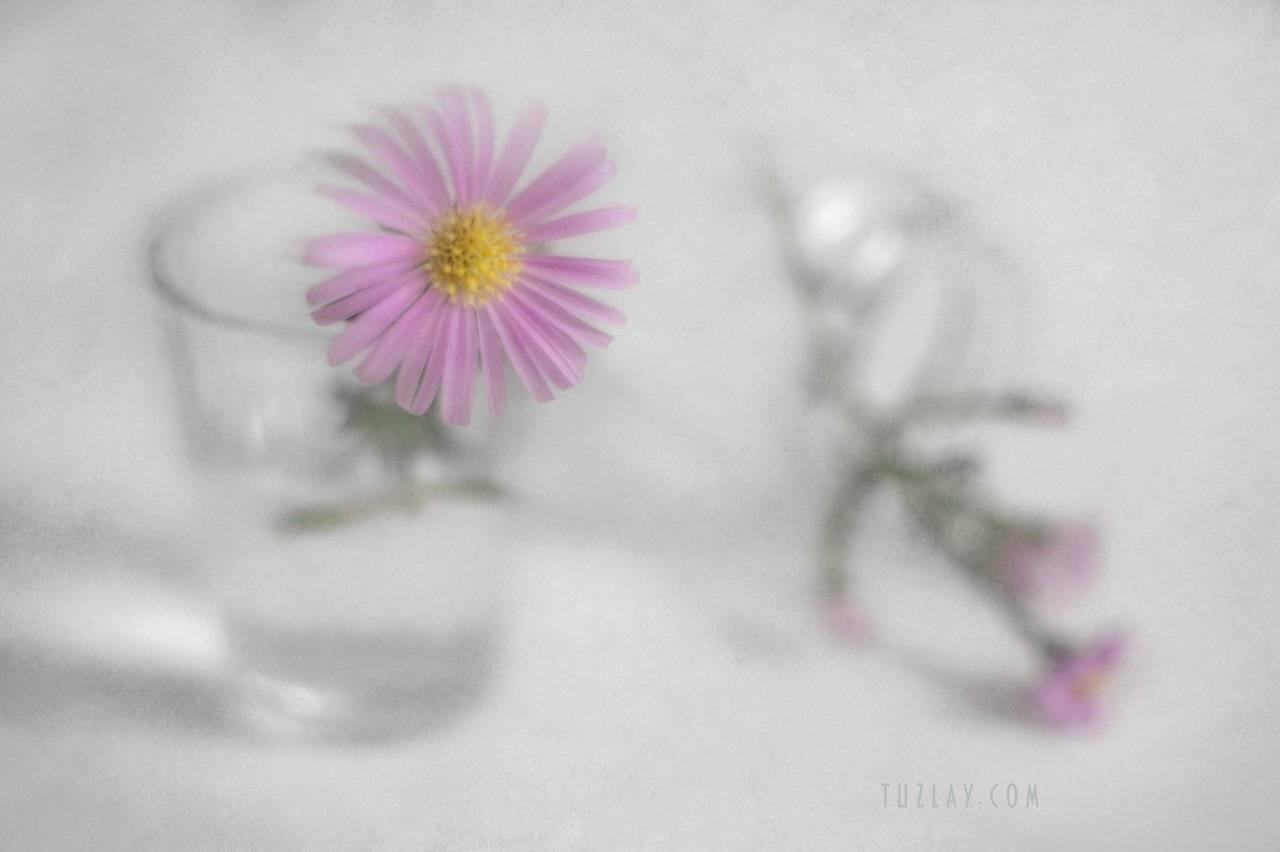 астры, кустовые астры, сентябринки, сентябрики, осень в стакане, Владимир Тузлай