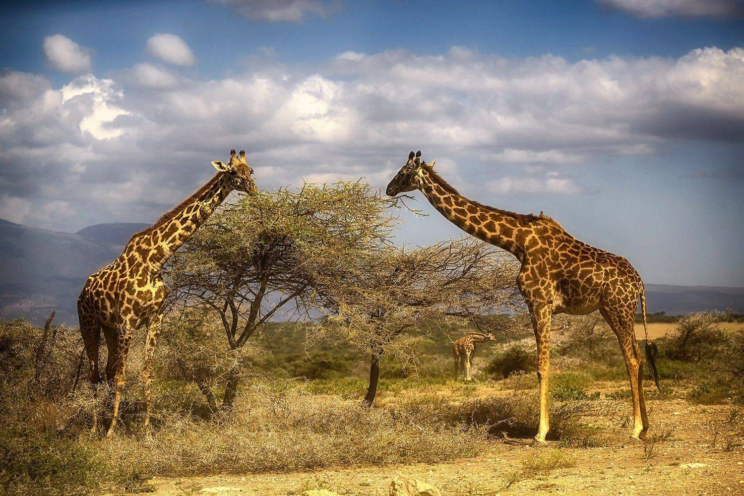 , Рашид Усманов