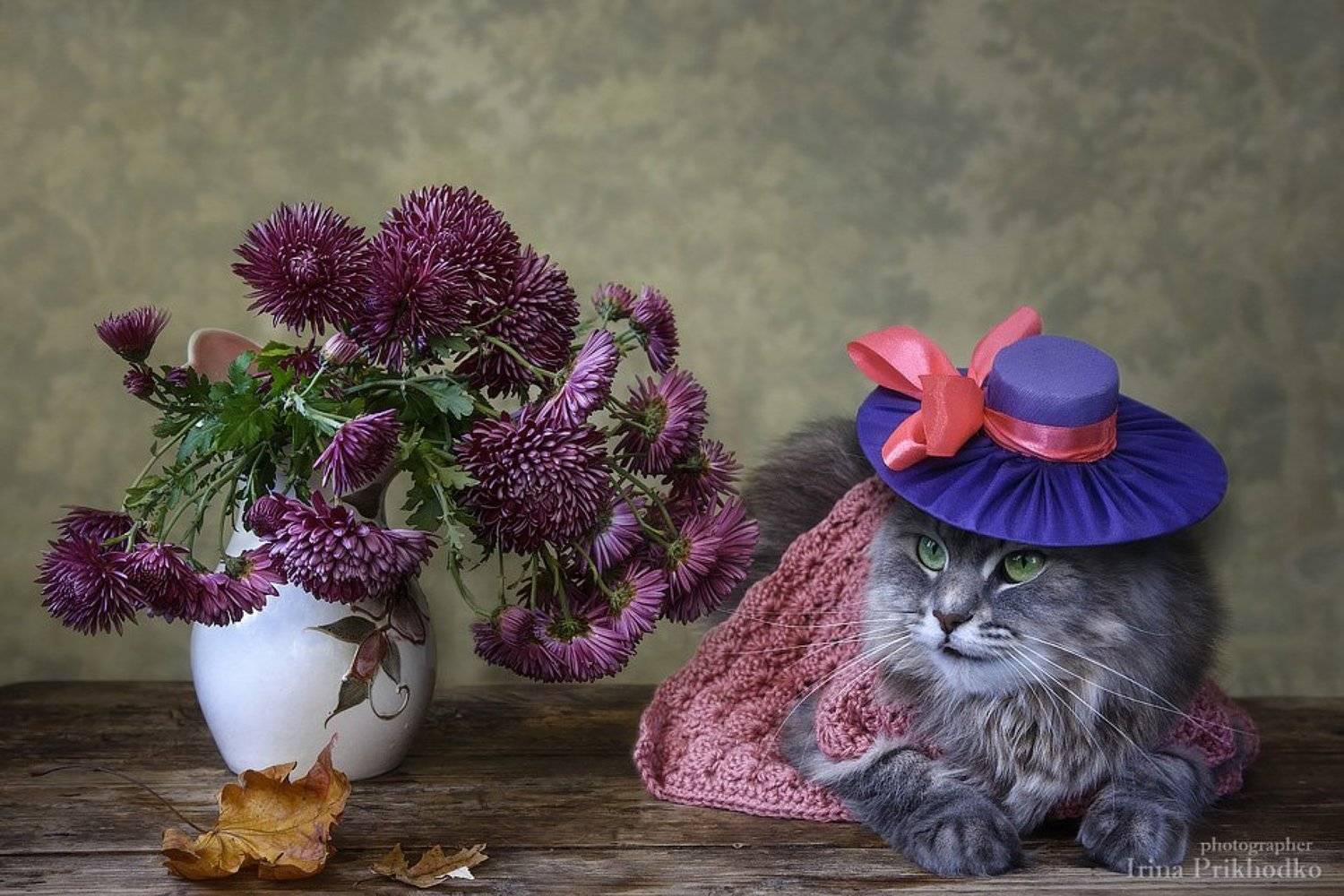домашние животные, питомцы, кошки, кошка Масяня, шляпка, модель, котонатюрморт, букет, хризантемы, Ирина Приходько