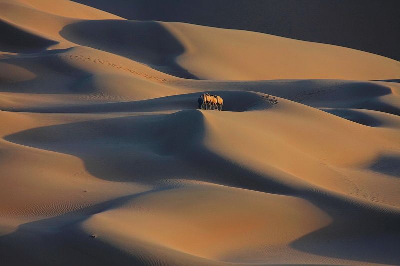 At desert 7 фото превью