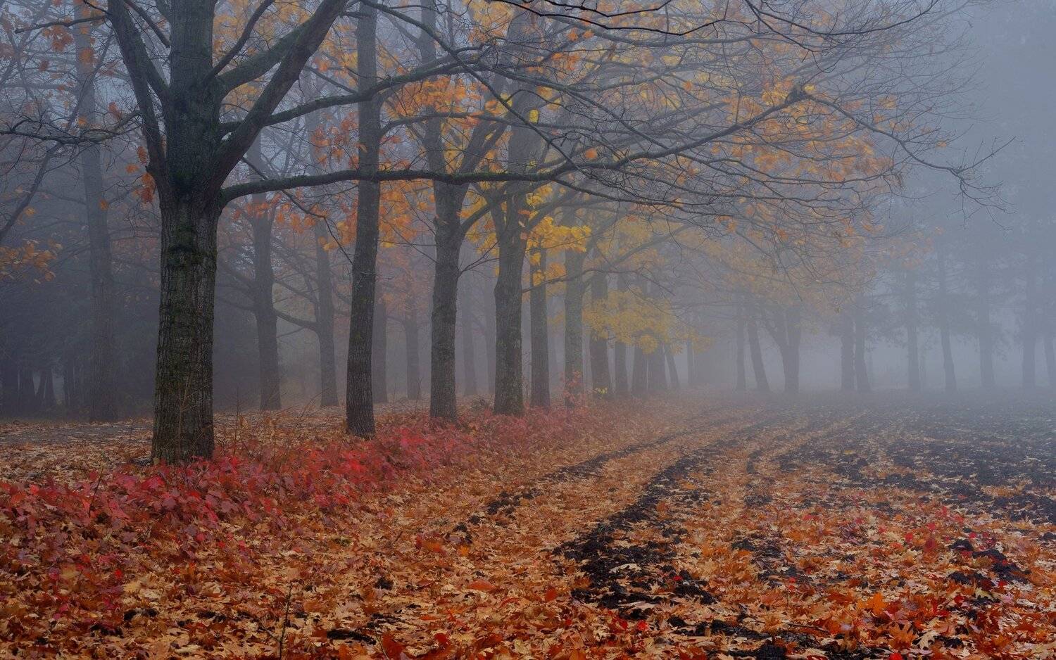 осень рассвет аллея туман, Александр Жарников