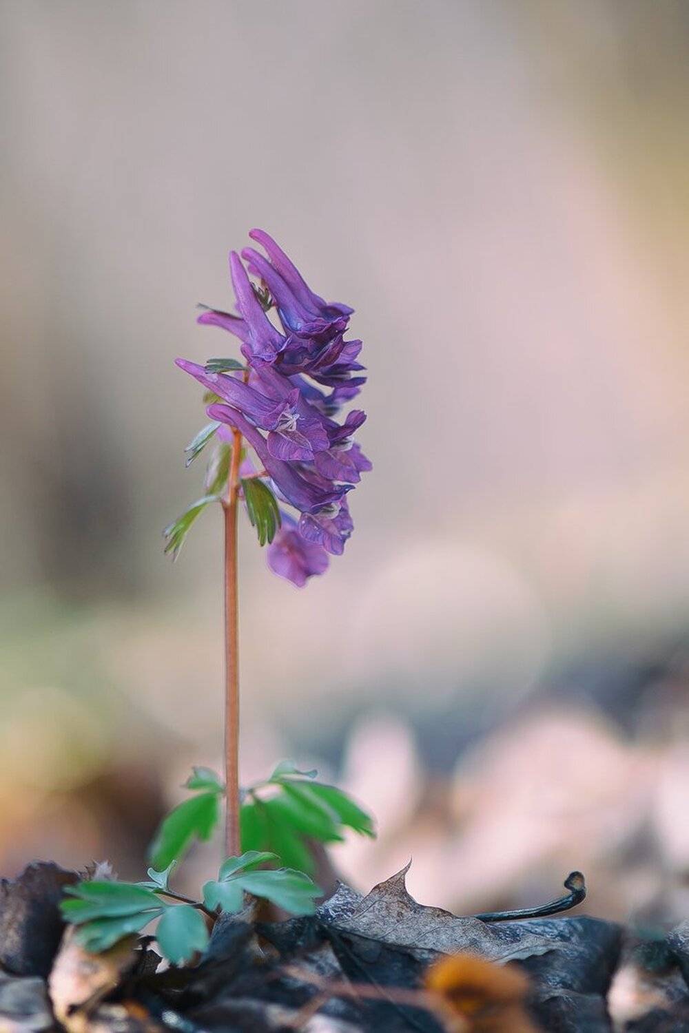 , Кузнецов Дмитрий