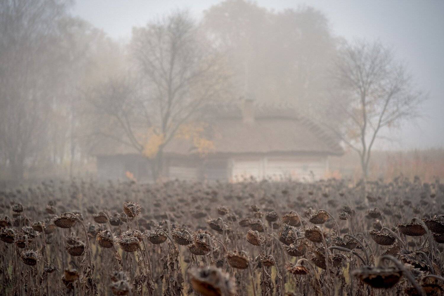 , Юрий Юрьев
