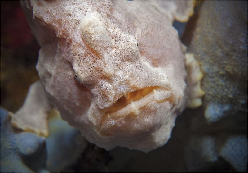 филиппины, макро, фрогфиш, негрос скрытая угроза фото превью