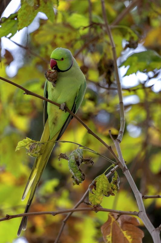 Ну где еще проверить супер зум , как не на попугаях :) Сигма 150-600 с Бакинским осенним попугаем .Полный кадр без кропа. фото превью