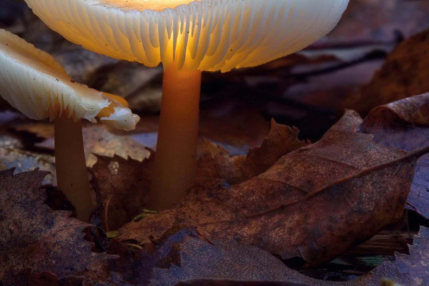 , Сергей Кузнецов