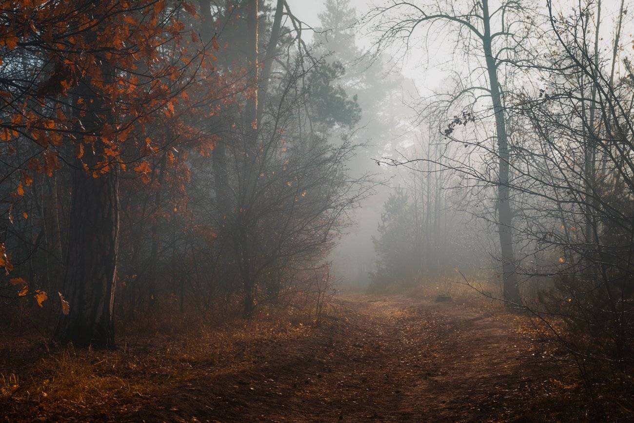 лес, осень, ноябрь, туман, Галанзовская Оксана