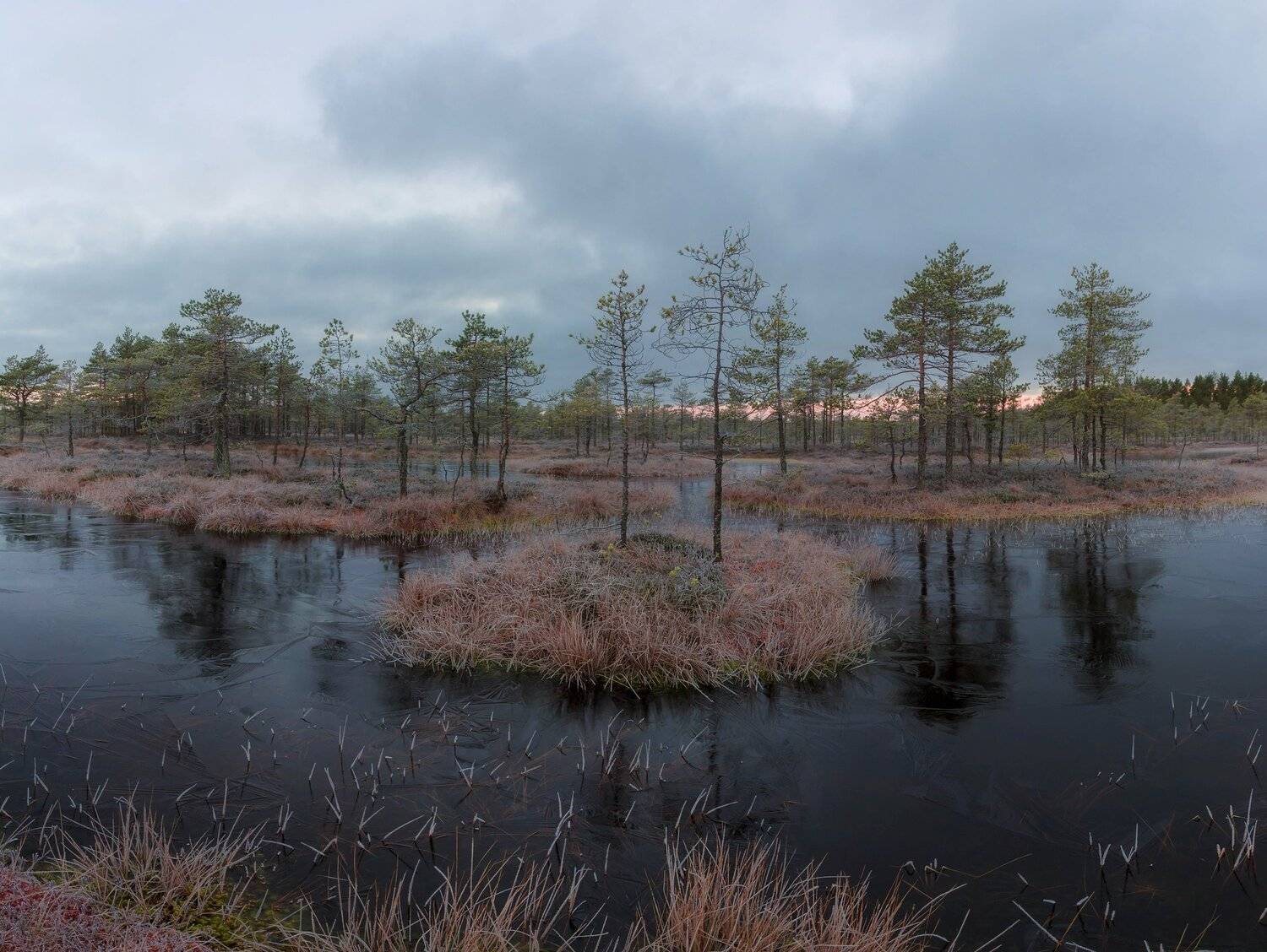 болото, рассвет ,иней, лед, Павел Ващенков