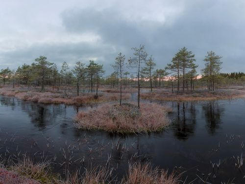 Седеющая осень на болоте