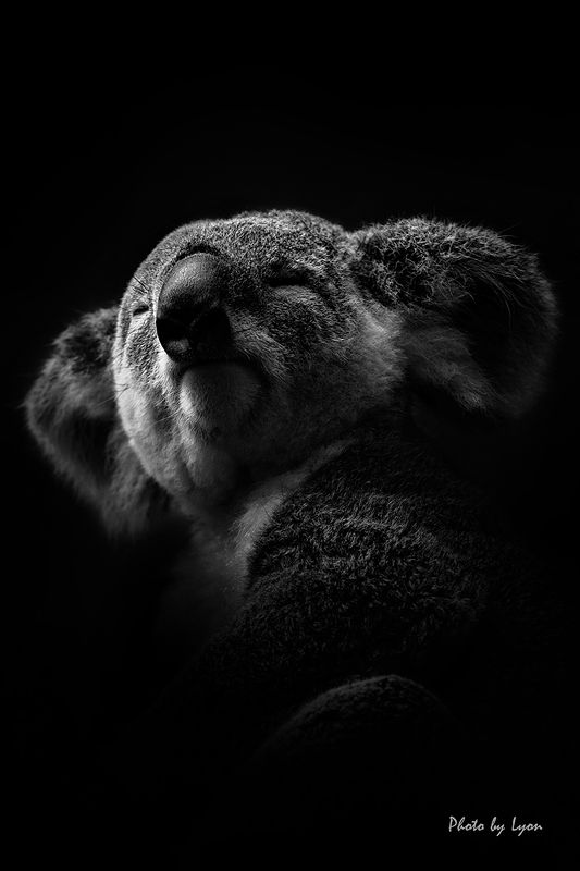 Portraits of animals фото превью