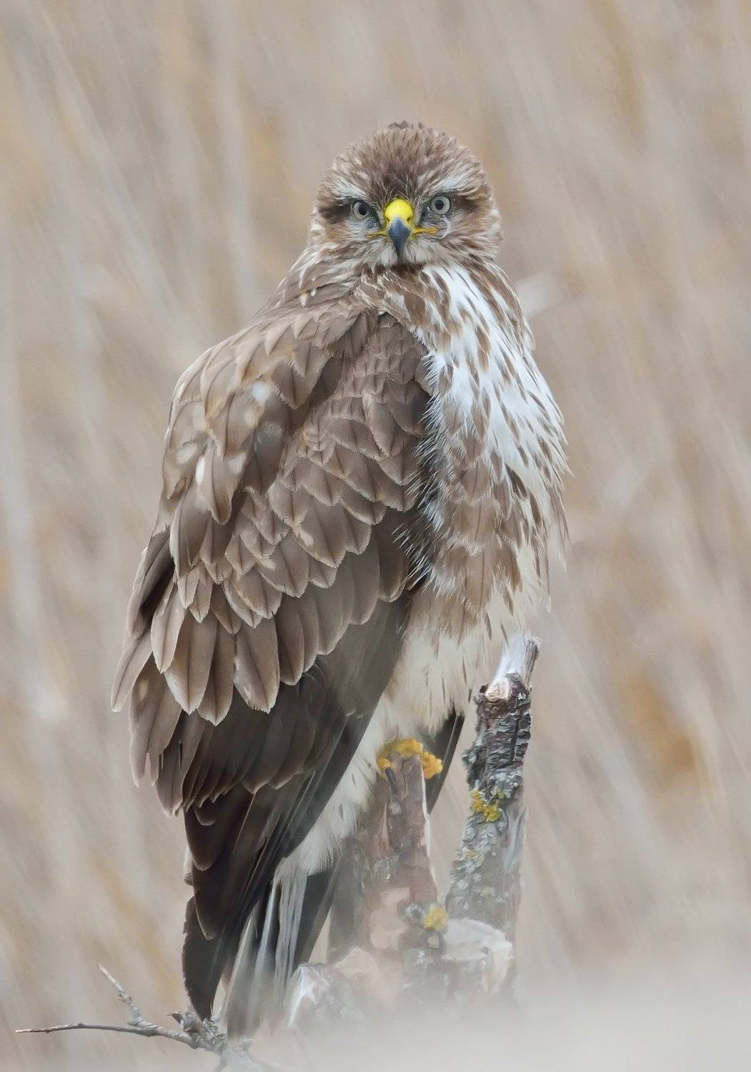 , Димитър Русев