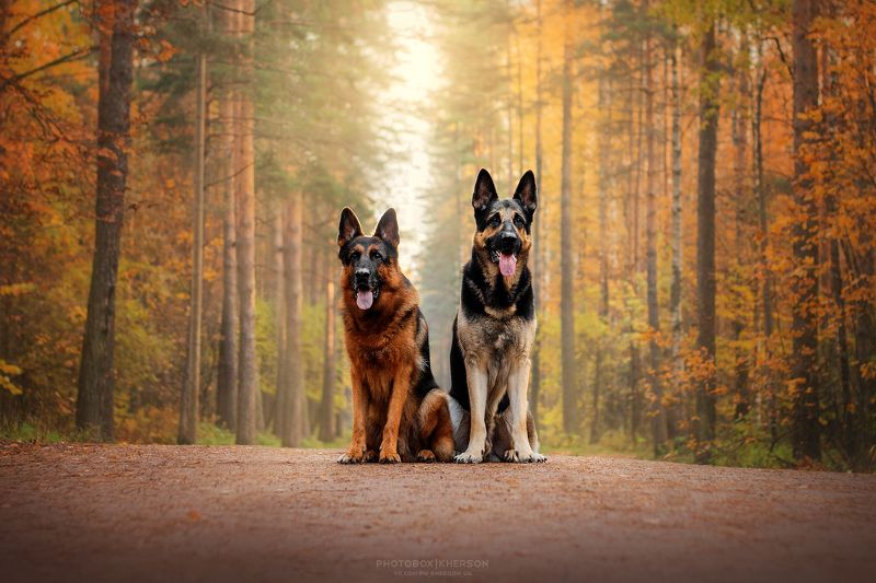 собака, анималистика, осень Овчарки фото превью