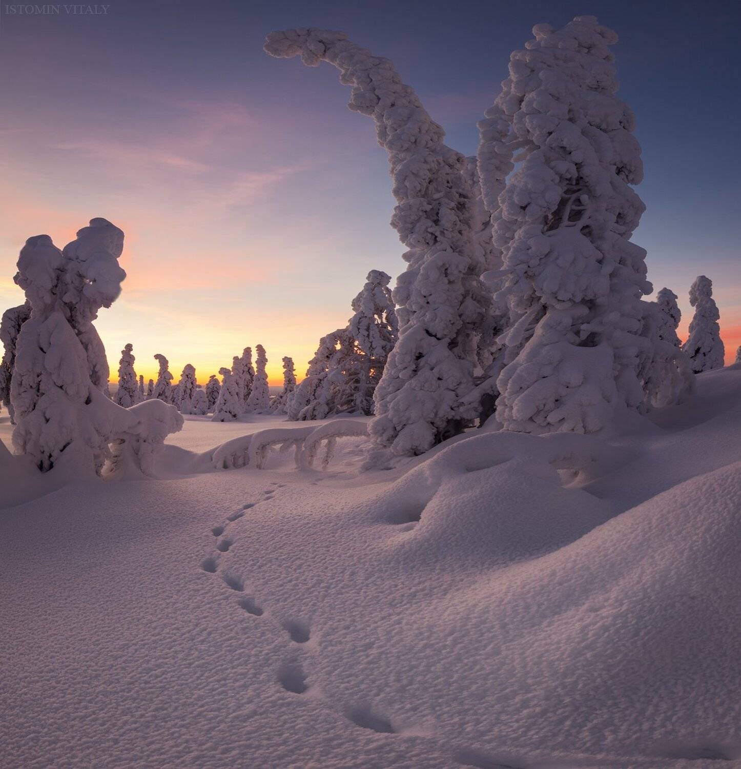 пейзаж,зима,россия,кандалакша,кольский,север,лес,следы,природа,закат, Виталий Истомин