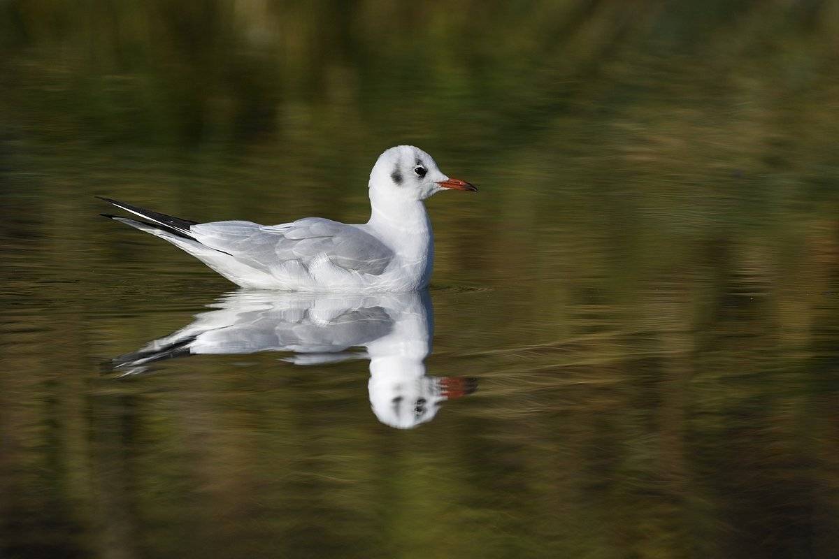 птицы birds, Jaroslav Mego