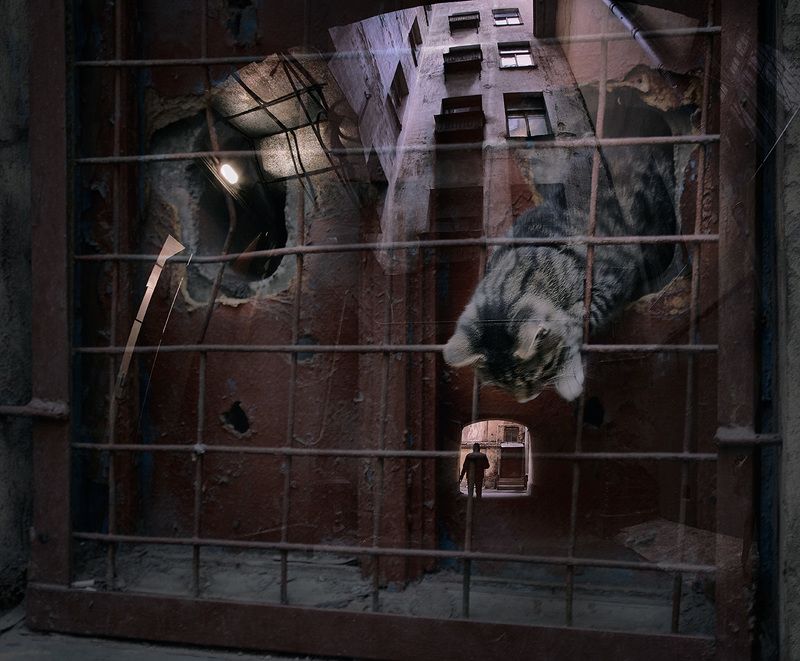 Кото.мания фото превью