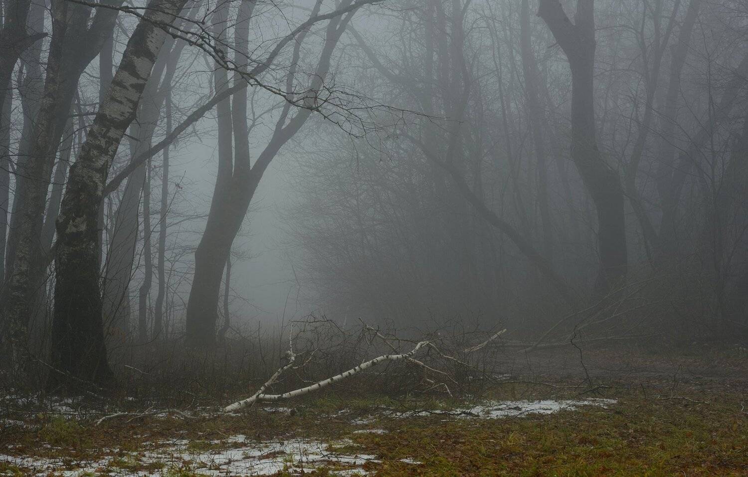осень рассвет лес листва туман, Александр Жарников