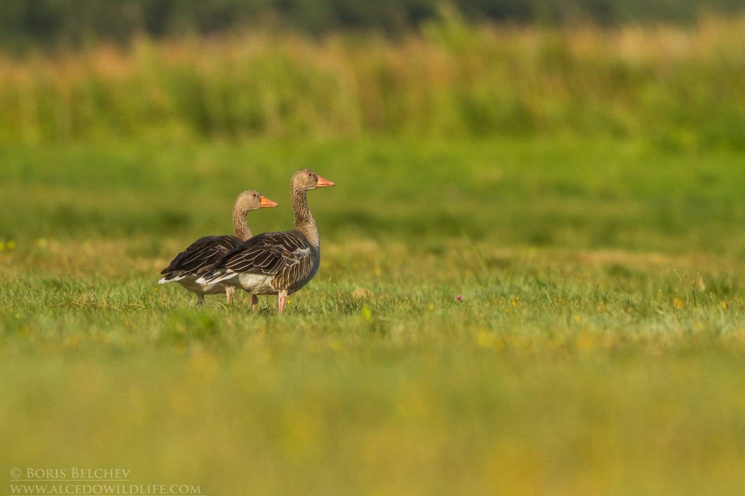 , Борис Белчев