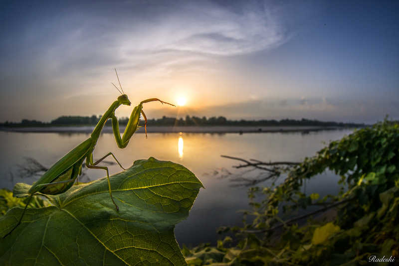 Il risveglio della mantide фото превью