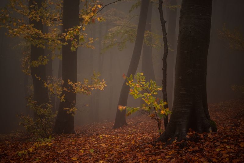 Осень в горах Стара планина фото превью