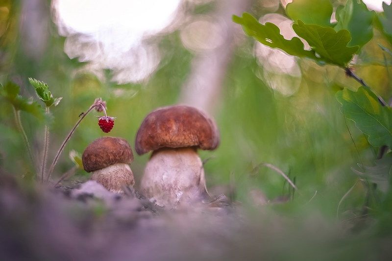 Лесное богатство фото превью