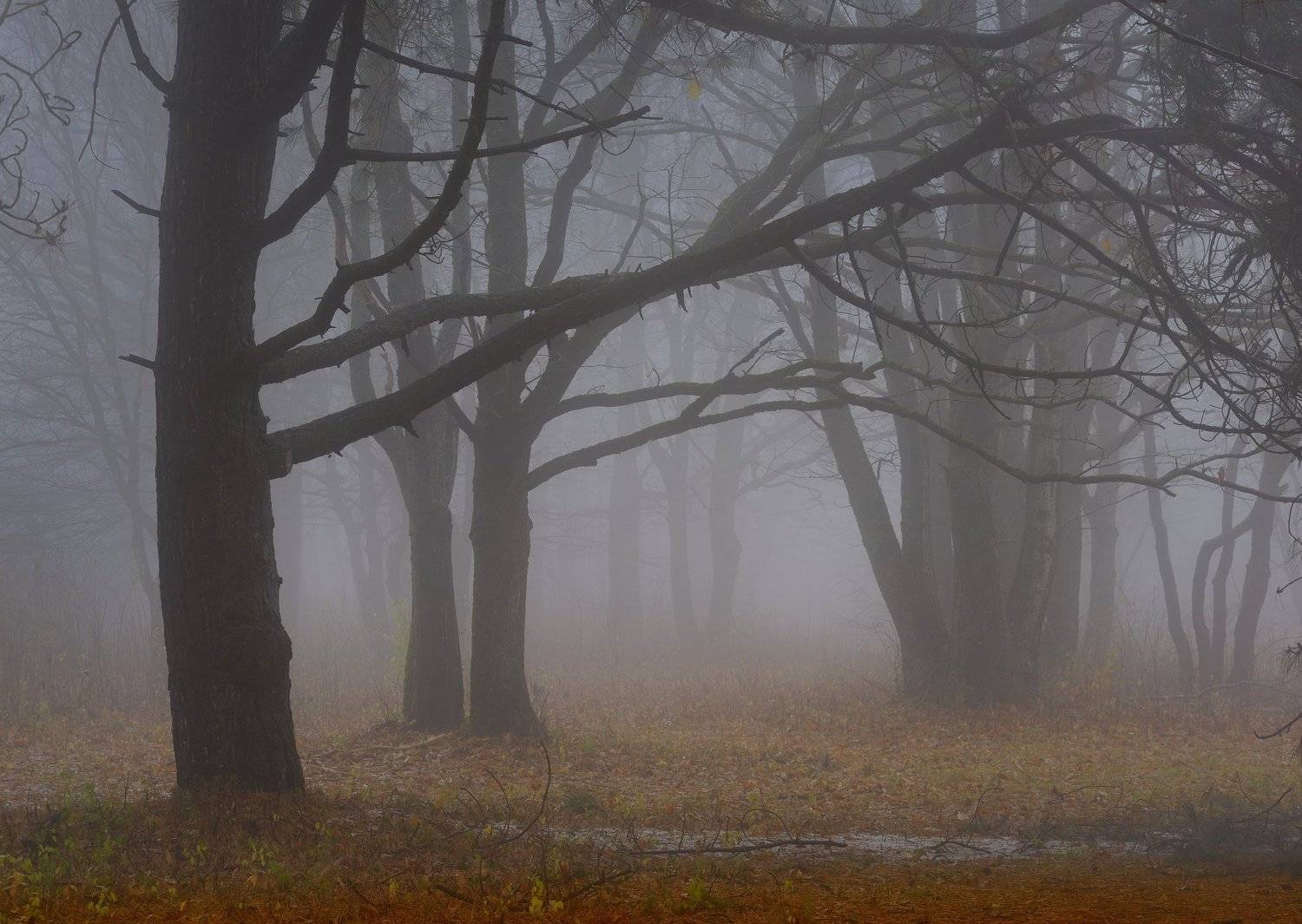 осень рассвет лес листва туман, Александр Жарников