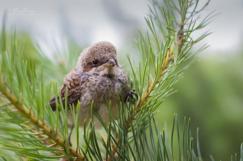 Птенец и кузнечик