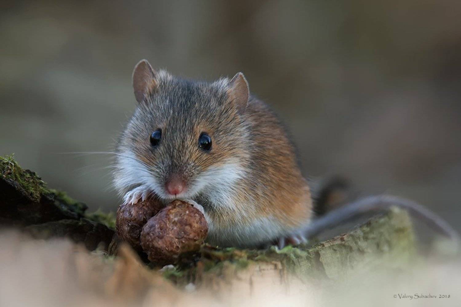 , Валерий Субачев