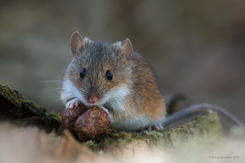 Шоколадные шарики фото превью