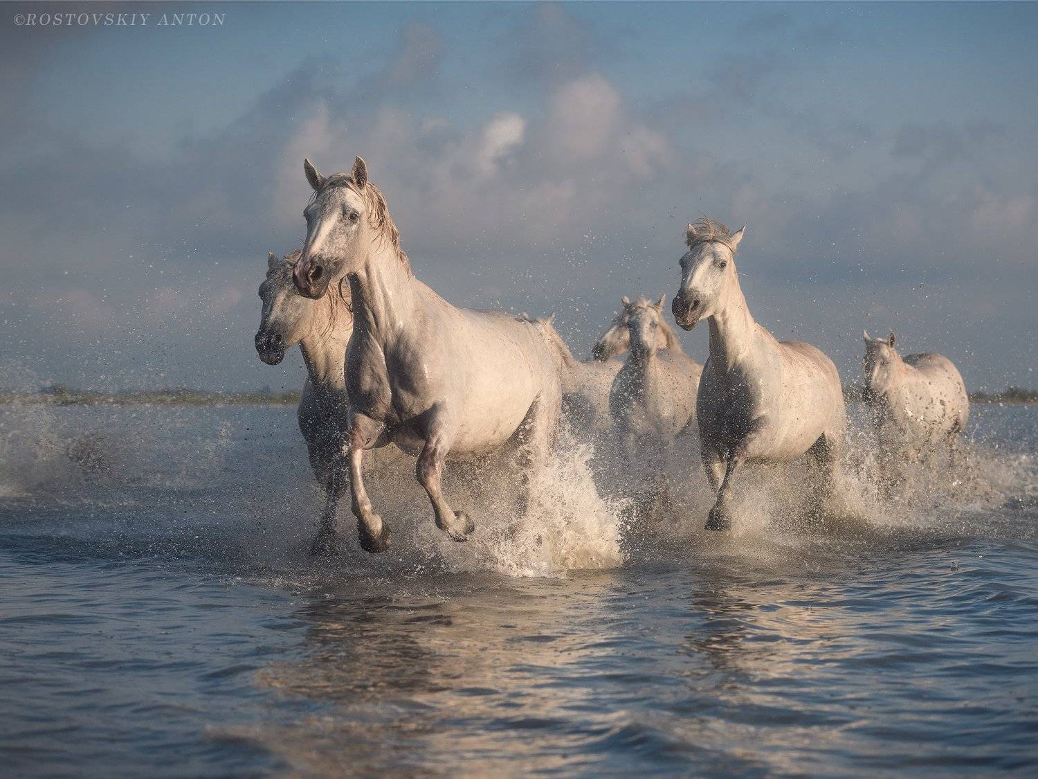 Камарг, Ростовский Антон, Франция, Фототур, Прованс, лошади, Camargue, кони, жеребцы, фотопутешествие, камаргу, Антон Ростовский