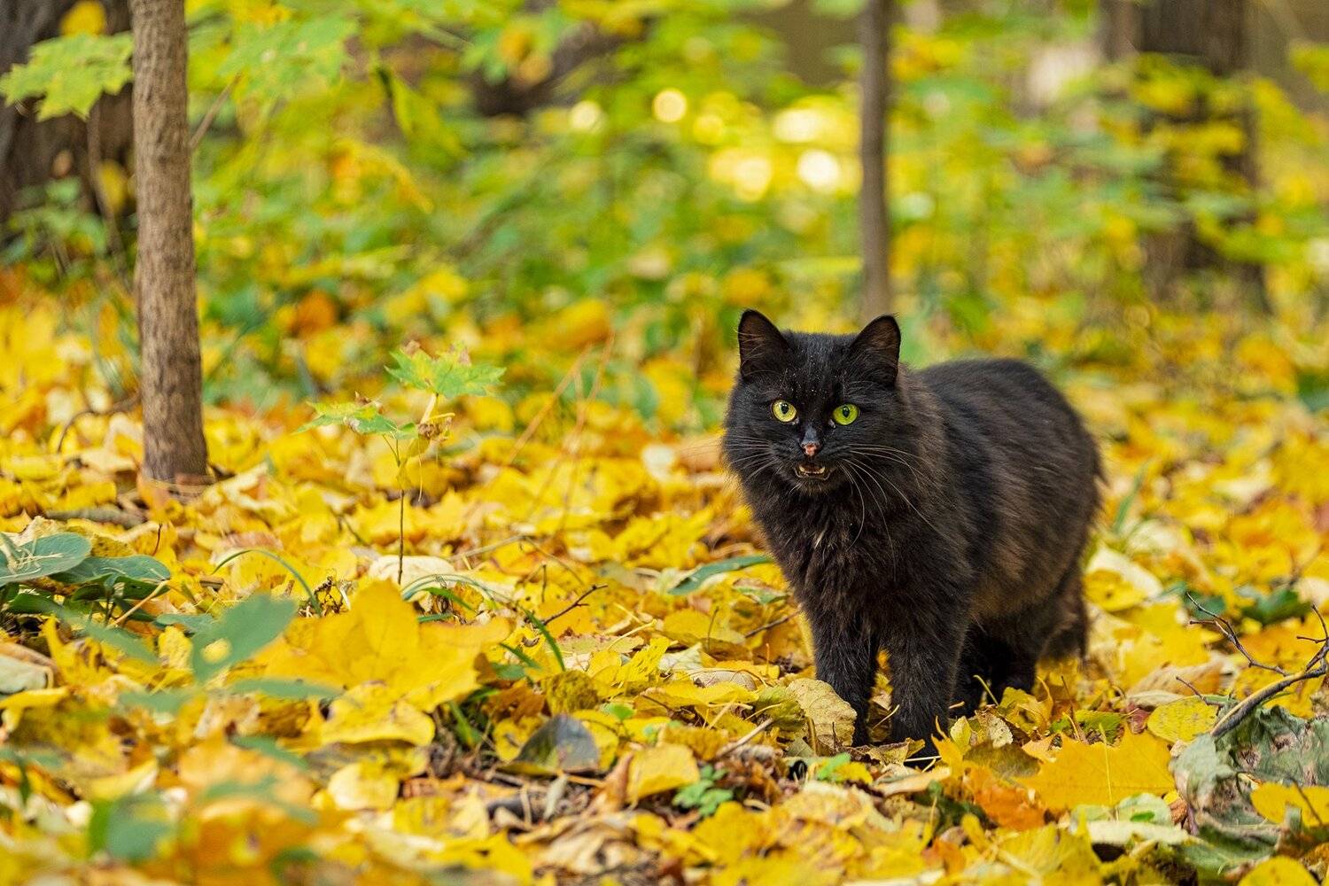 cat, fall, autumn, кот, кошка, осень, глаза, жёлтый, зелёный, yellow, green, Владимир Эделев