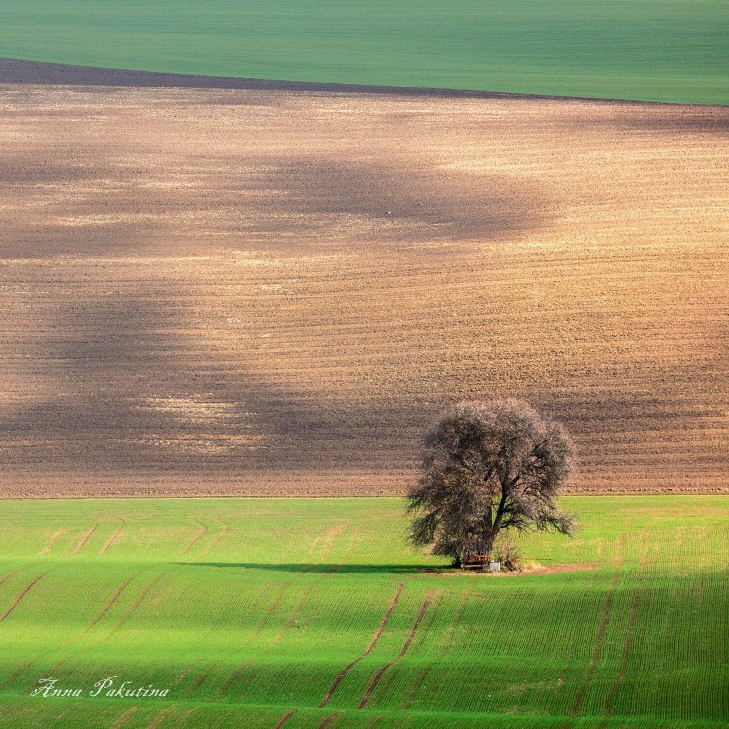 , Анна Пакутина