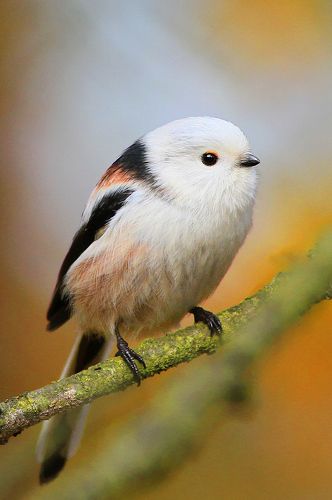 Long-tailed tit