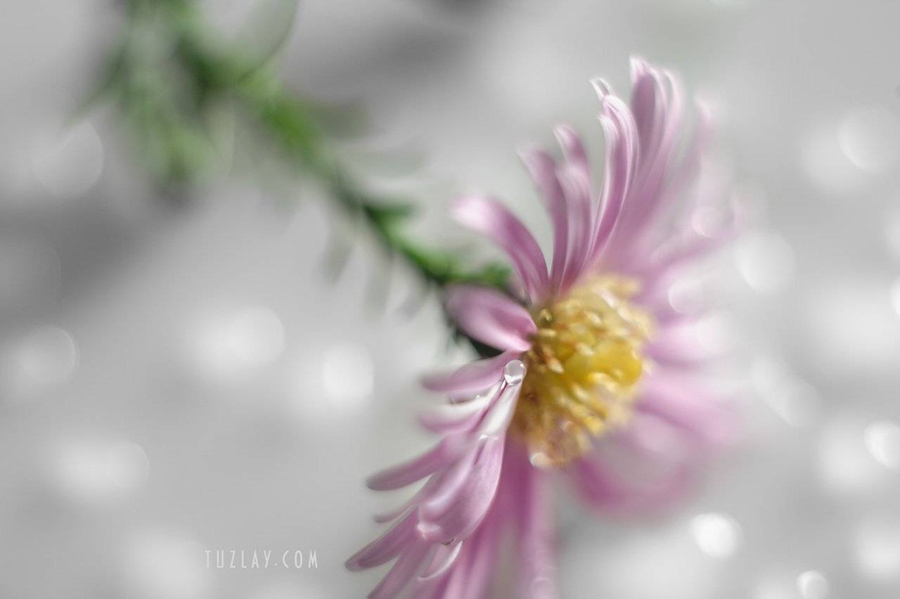 астра, софт фокус, гелиос 44-2, капельки, боке, сентябринка, Владимир Тузлай