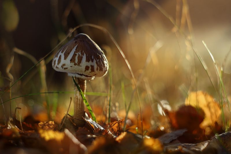 осень утро гриб зонтик солнце лучи Наполняюсь тёплым светом. фото превью