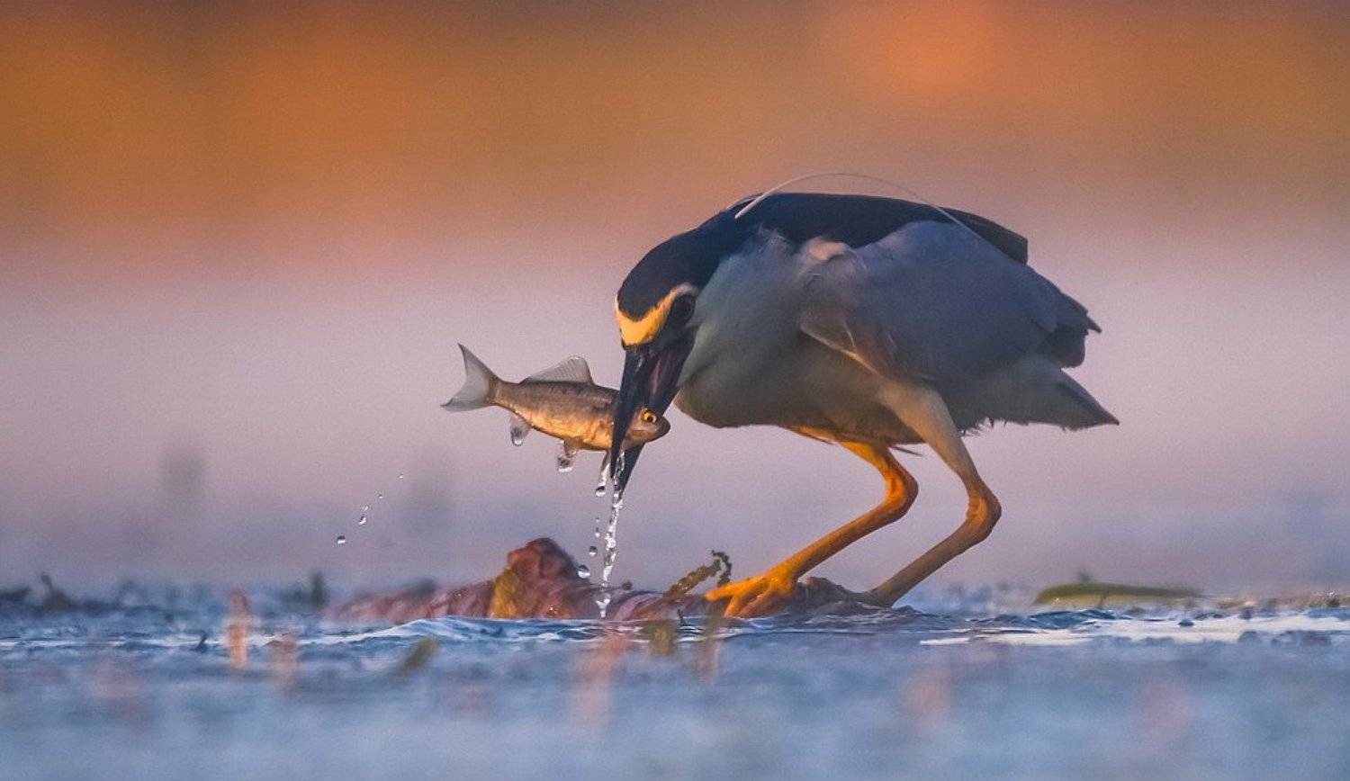 , Вячеслав Мищенко