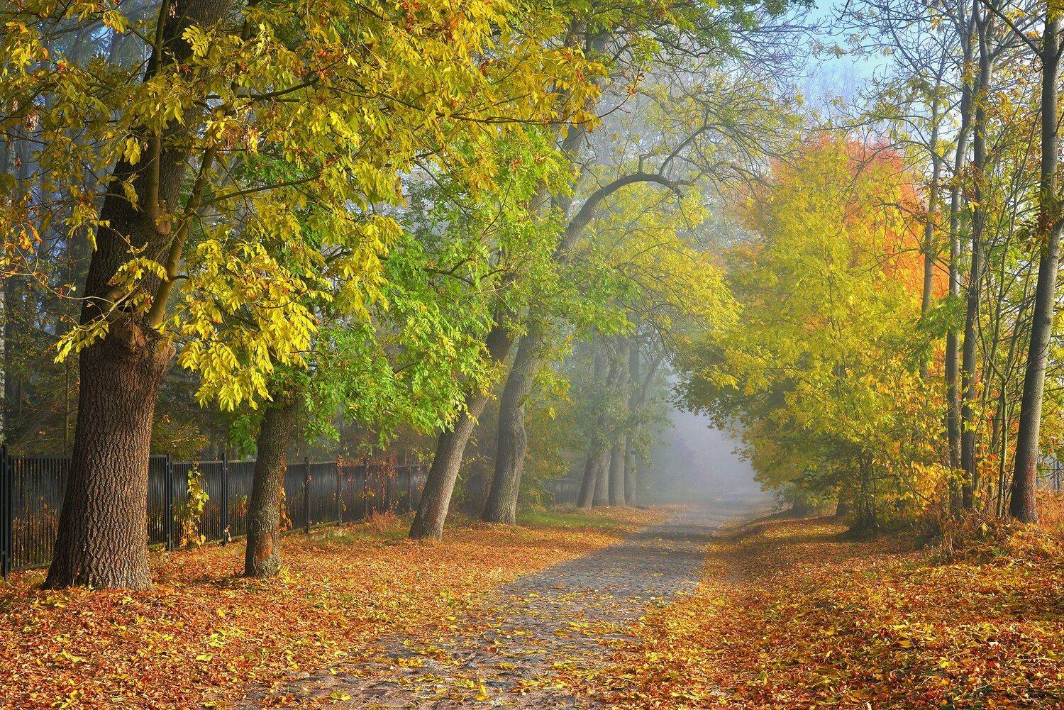 autumn road fall path mist foggy trees dranikowski walk park, Radoslaw Dranikowski