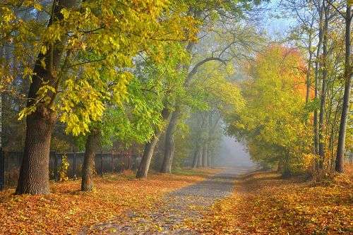 Autumn road