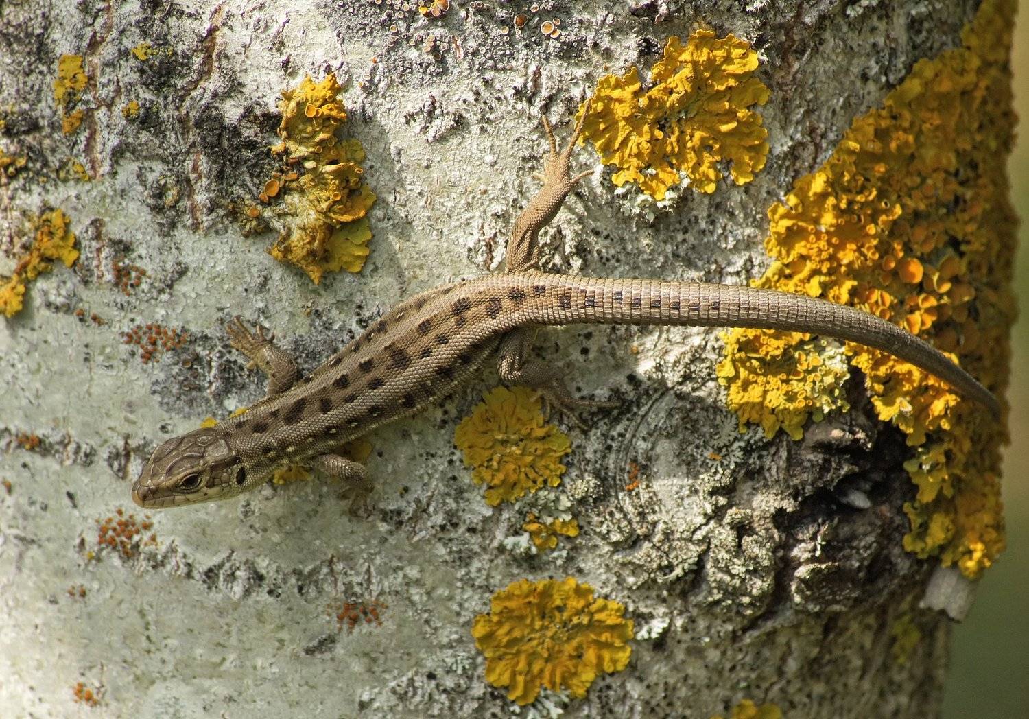 , Чепленко Алексей