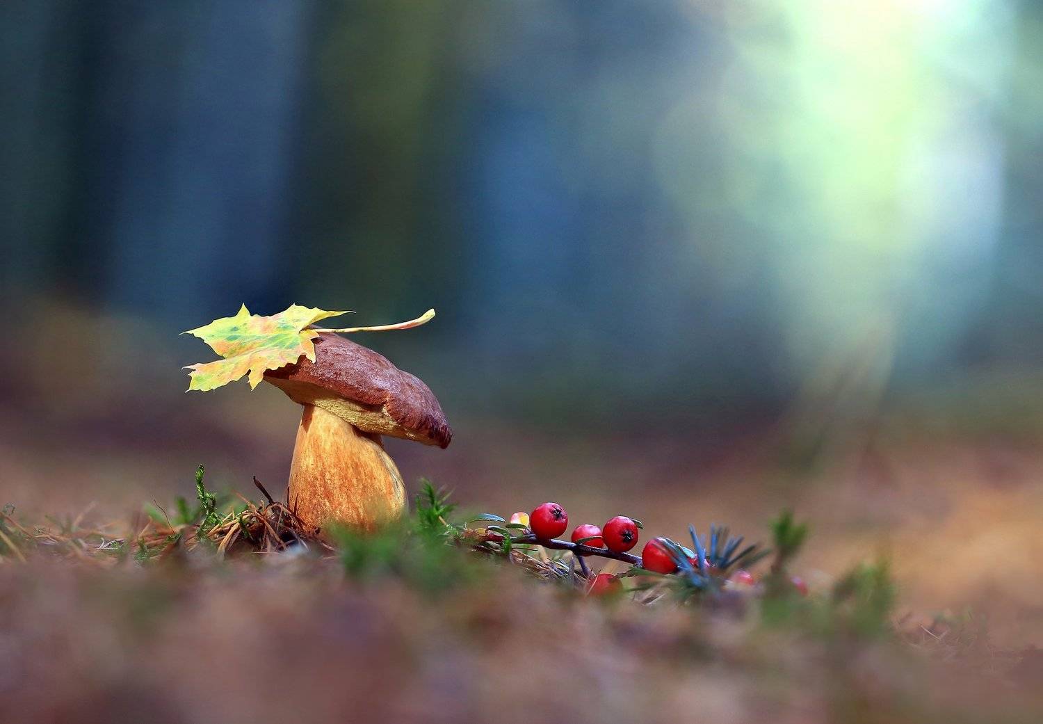 Осень, Гриб,Лес., Viktor Schneider