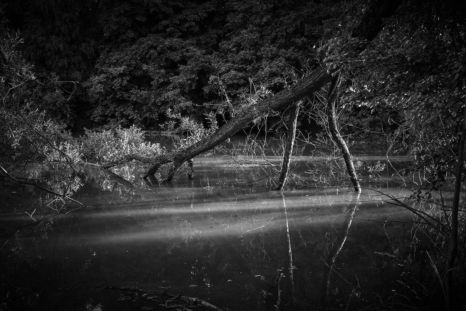 , максим роговой