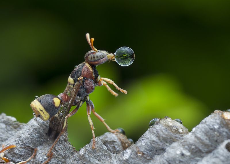 #wasp#macro#colors#waterbubble#reflection Wasp 181122A фото превью