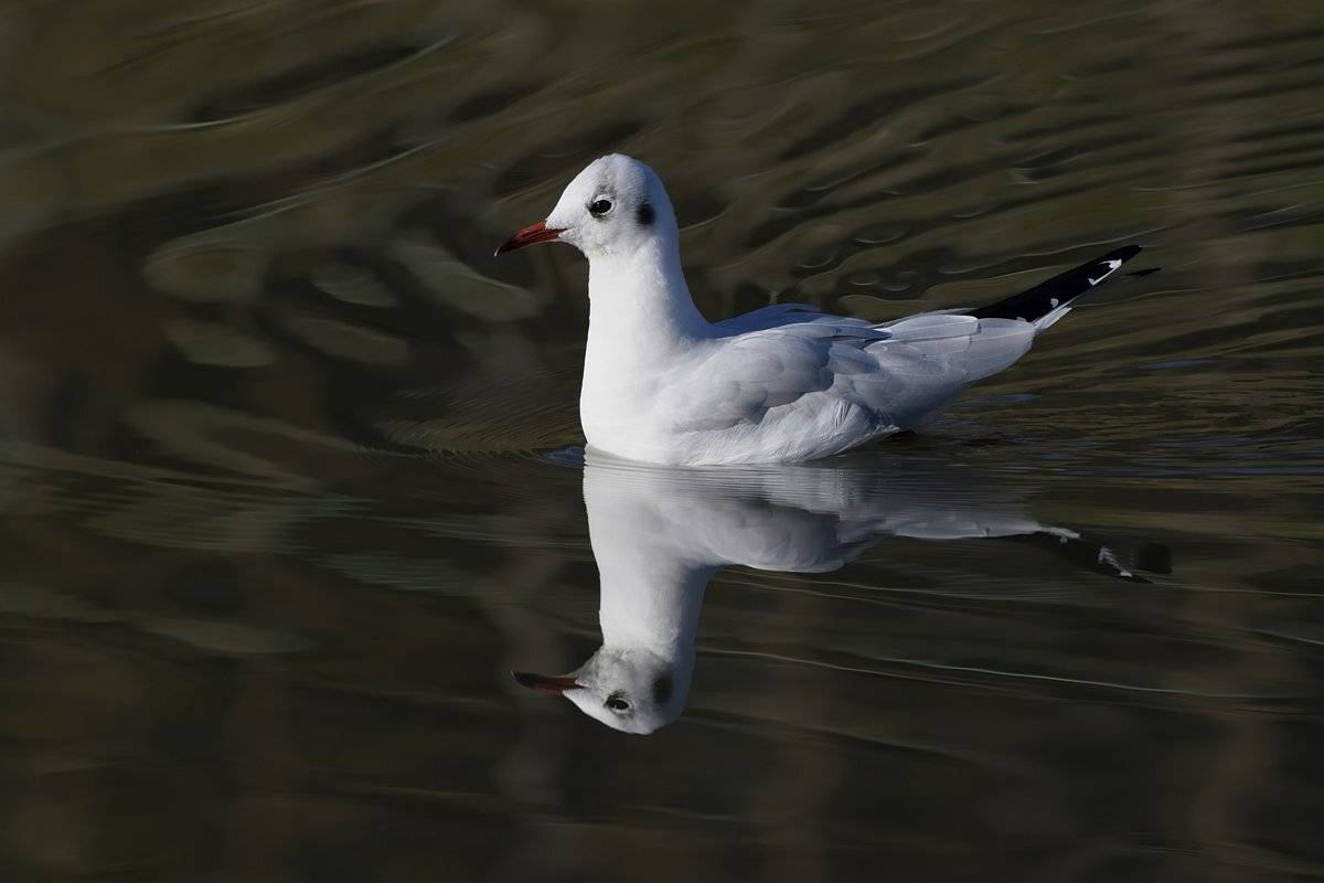 птицы, birds, Jaroslav Mego