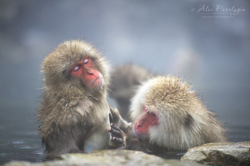 Спа снежных обезьян фото превью