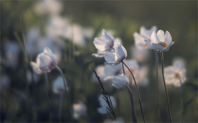 нежность весны... фото превью