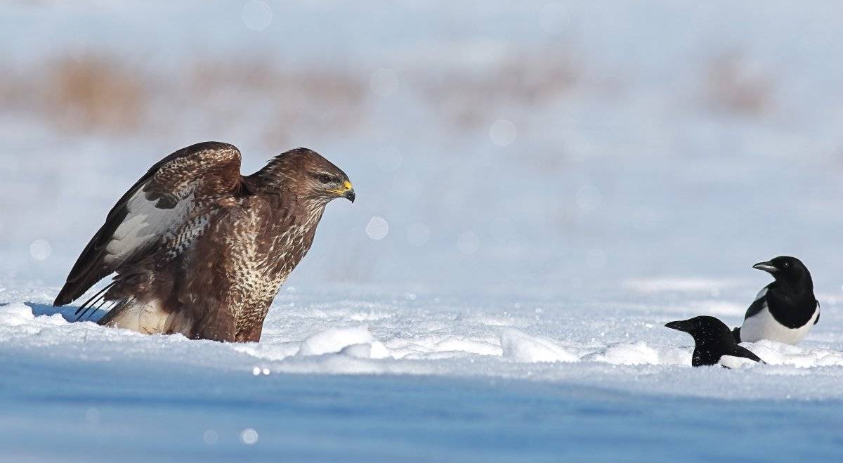 , Георги Славов