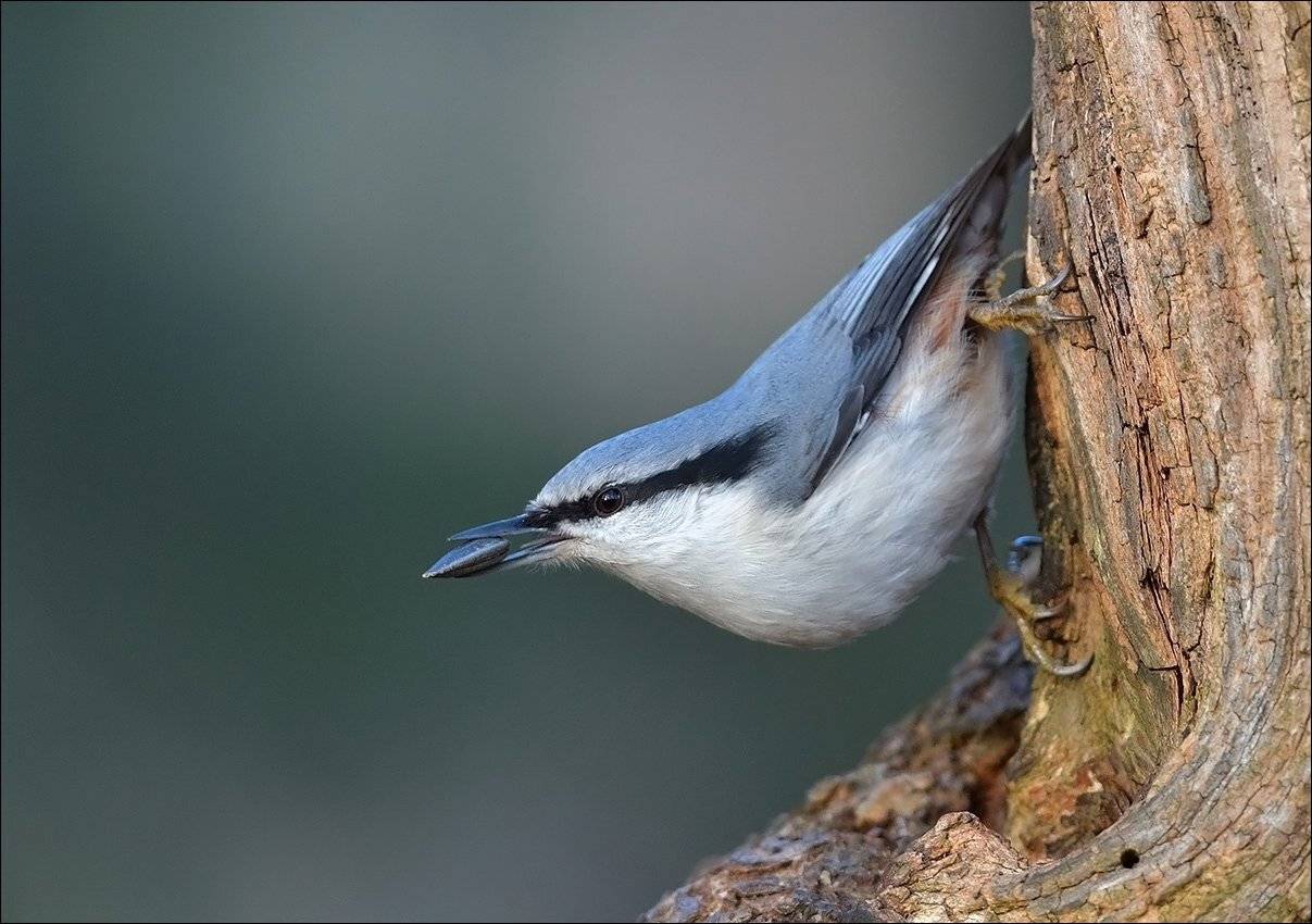 поползень, Андрей Медведев