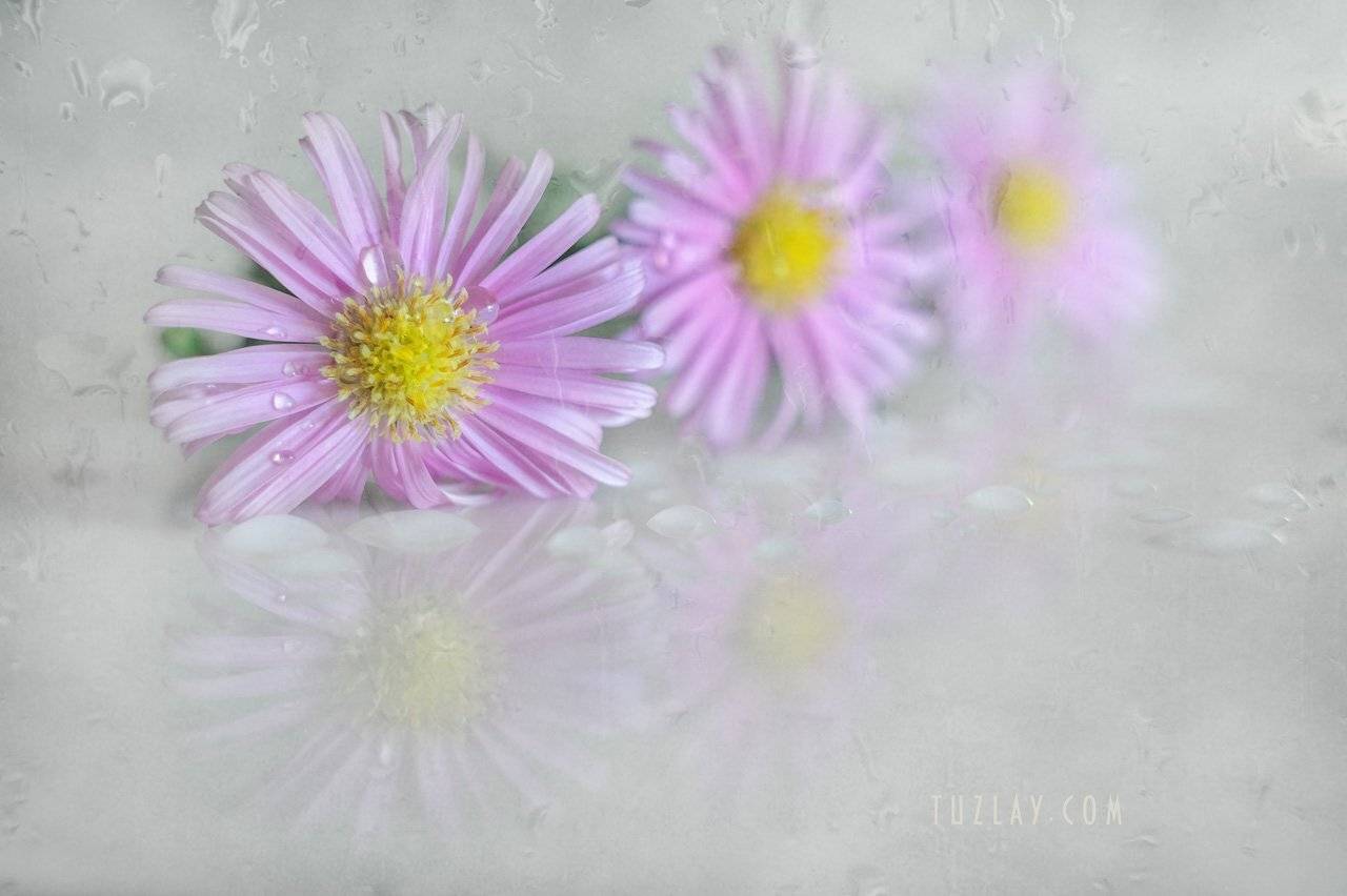 астры, кустовые астры, сентябринки, сентябрики, Владимир Тузлай